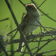 Myiophobus fasciatus