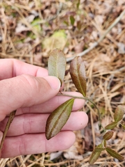 Chamaedaphne calyculata