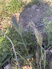Bromus rubens