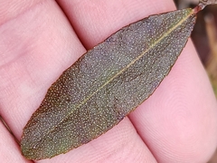 Chamaedaphne calyculata