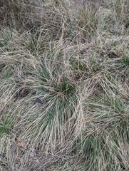 Deschampsia cespitosa