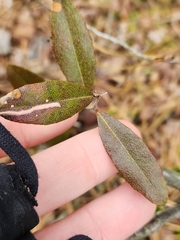 Chamaedaphne calyculata