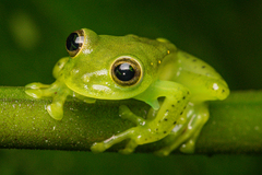 Espadarana prosoblepon