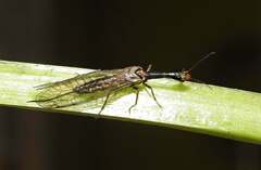 Xanthostigma
