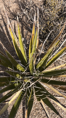 Yucca schidigera