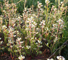 Lepidium nitidum