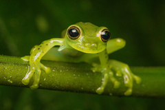 Espadarana prosoblepon