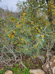 Berberis trifoliolata