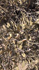 Simmondsia chinensis