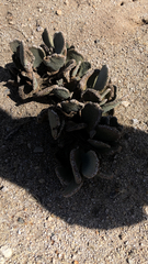 Opuntia basilaris