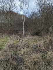 Deschampsia cespitosa