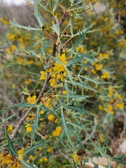 Berberis trifoliolata