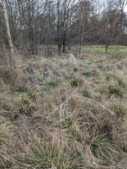 Deschampsia cespitosa