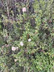 Eriogonum parvifolium