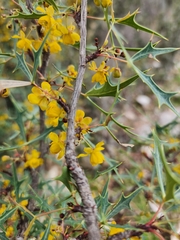 Berberis trifoliolata