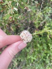 Eriogonum parvifolium