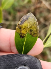 Phytomyza glabricola