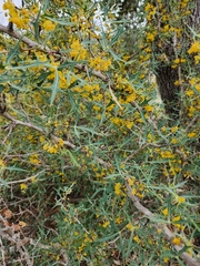 Berberis trifoliolata