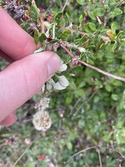 Eriogonum parvifolium
