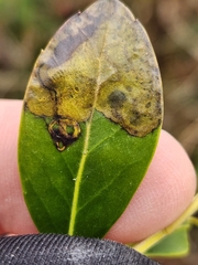 Phytomyza glabricola