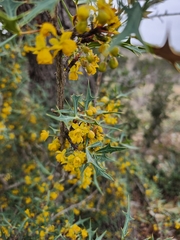 Berberis trifoliolata