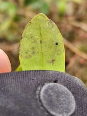 Phytomyza glabricola