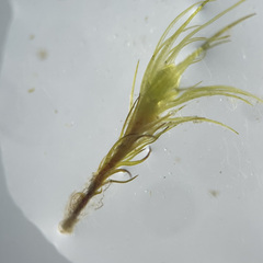 Pleuridium acuminatum