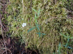 Moehringia macrophylla