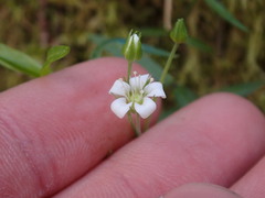 Moehringia macrophylla