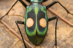 Pseudoxycheila