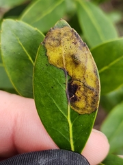 Phytomyza glabricola