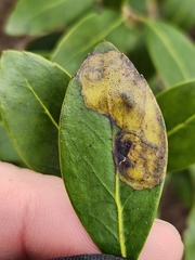 Phytomyza glabricola