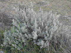 Mercurialis tomentosa