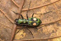 Pseudoxycheila