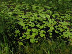 Nymphoides indica