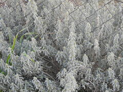 Mercurialis tomentosa