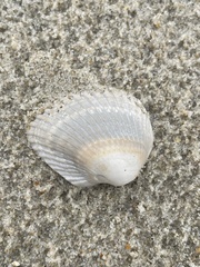 Lunarca ovalis