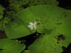 Nymphoides indica