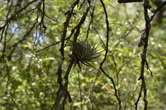Tillandsia recurvifolia