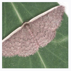Idaea inversata