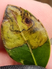 Phytomyza glabricola