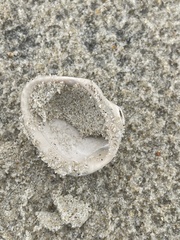Lunarca ovalis