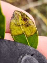 Phytomyza glabricola