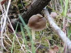Helvella compressa