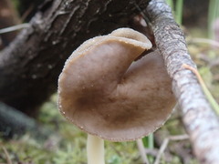Helvella compressa