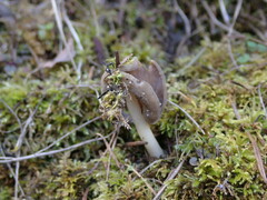 Helvella compressa