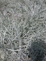 Artemisia mauiensis