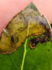 Phytomyza glabricola