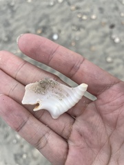 Semicassis granulata