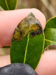 Phytomyza glabricola